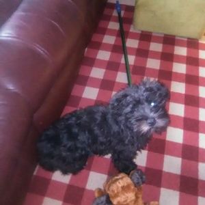 Meet your Posher, Susan